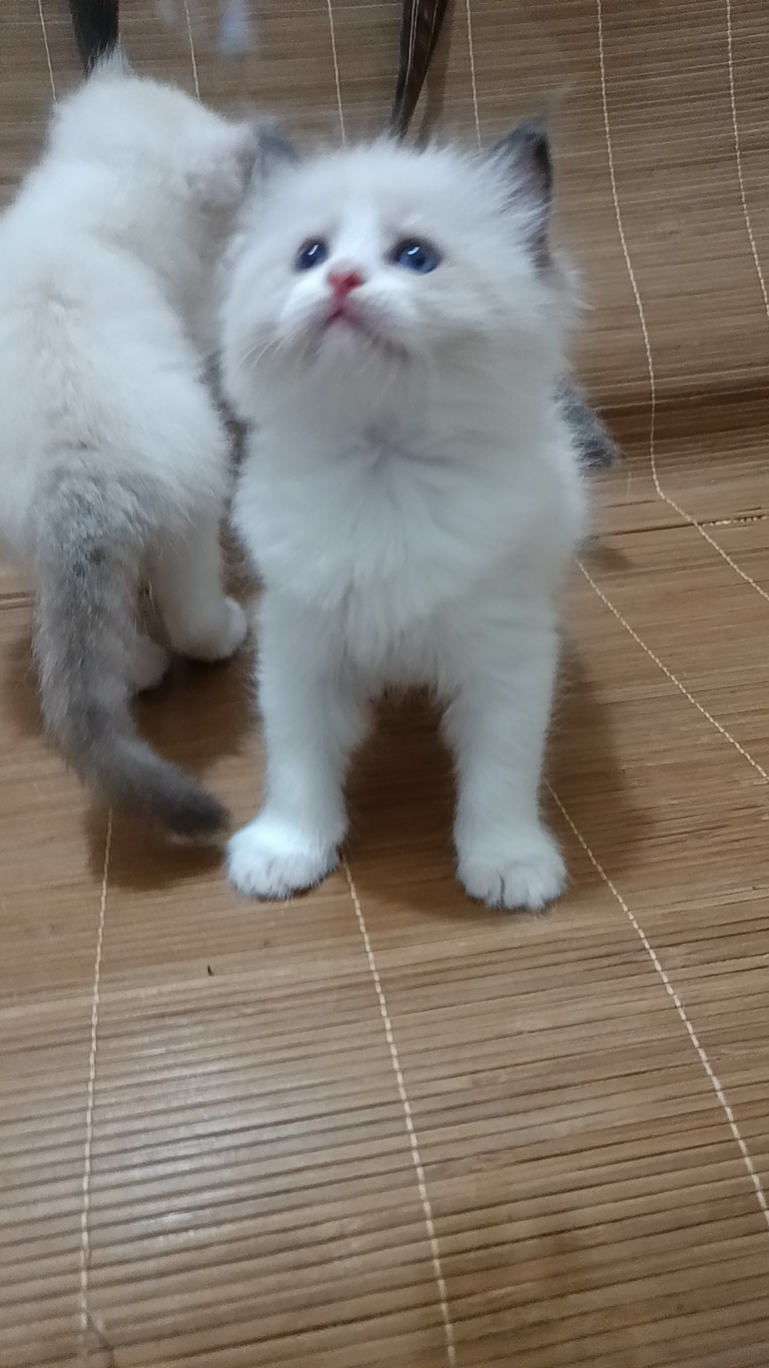 精品蓝双布偶妹妹找小主